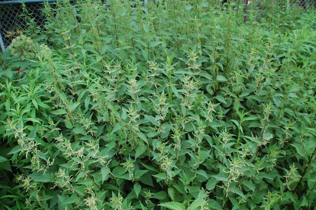 gram stinging flower seeds