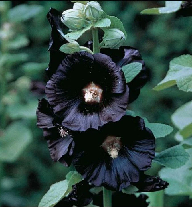hollyhock nigra flower seeds