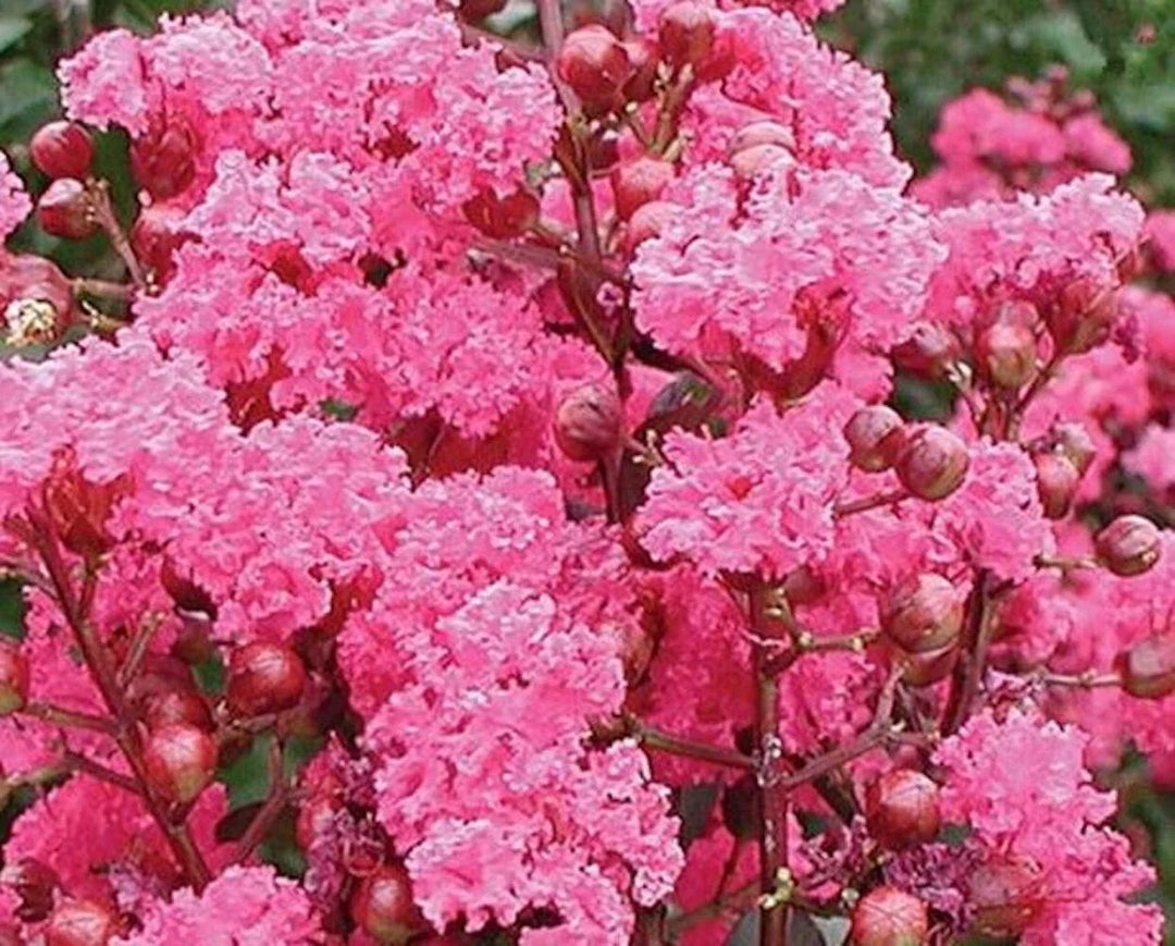 pink for flower seeds