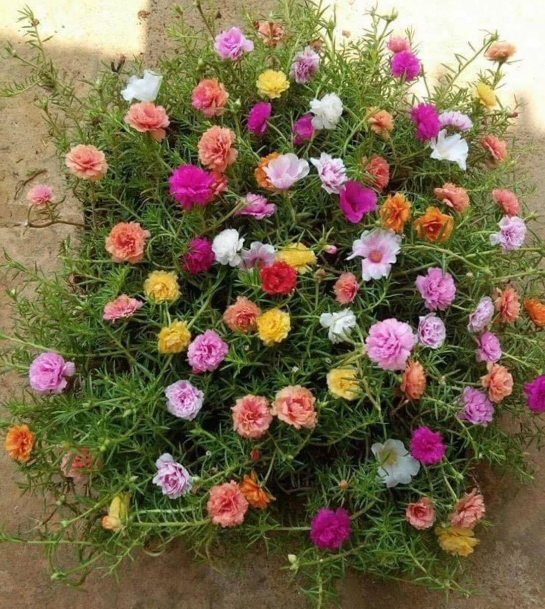 mixed moss flower seeds