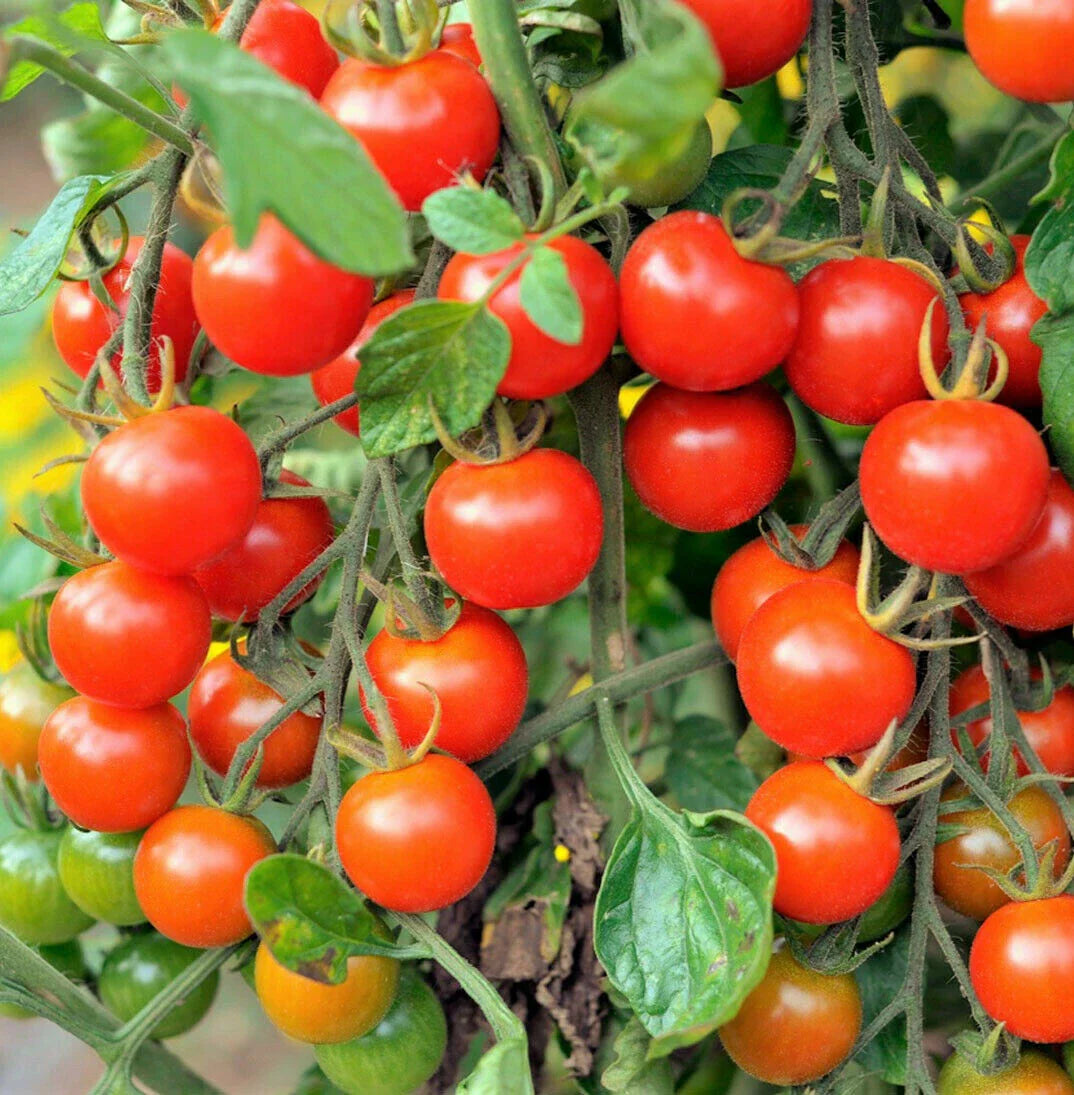 red large flower seeds
