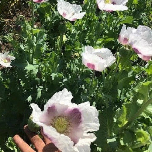 czech republic flower seeds