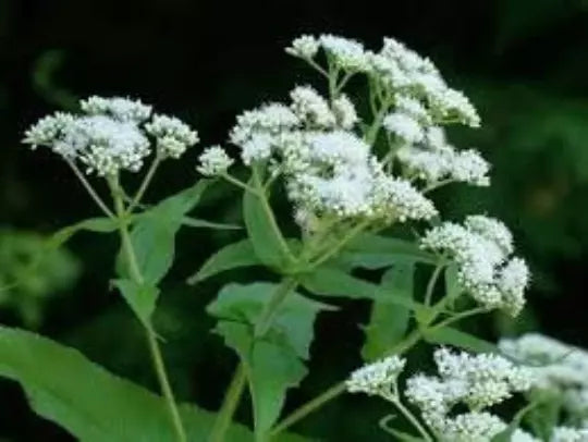 boneset eupatorium flower seeds
