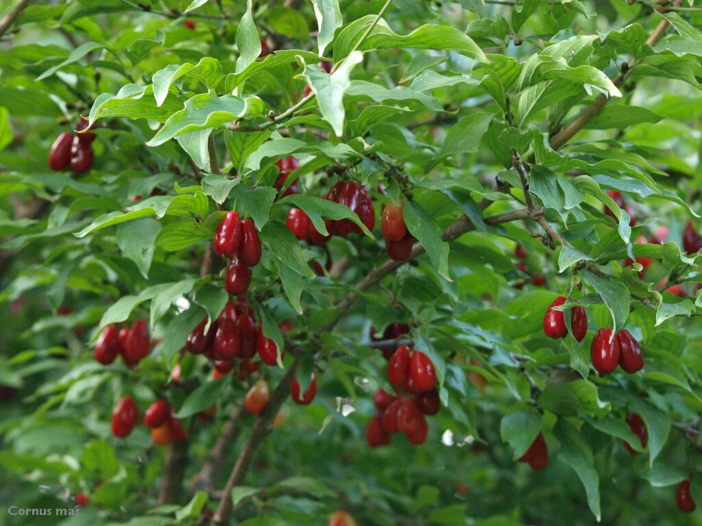 cornelian cherry flower seeds