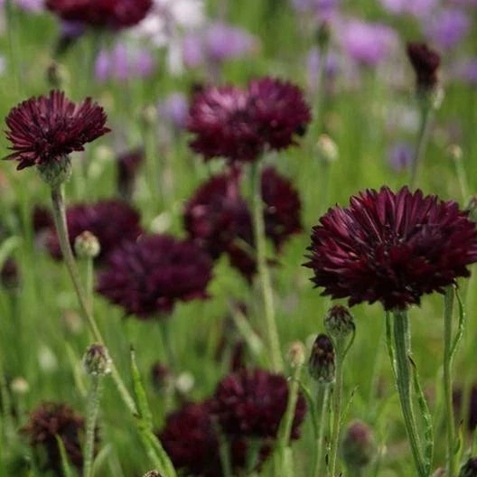 black purple flower seeds