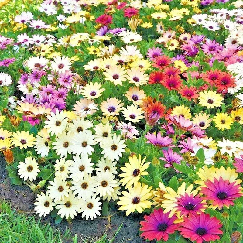 african daisy flower seeds