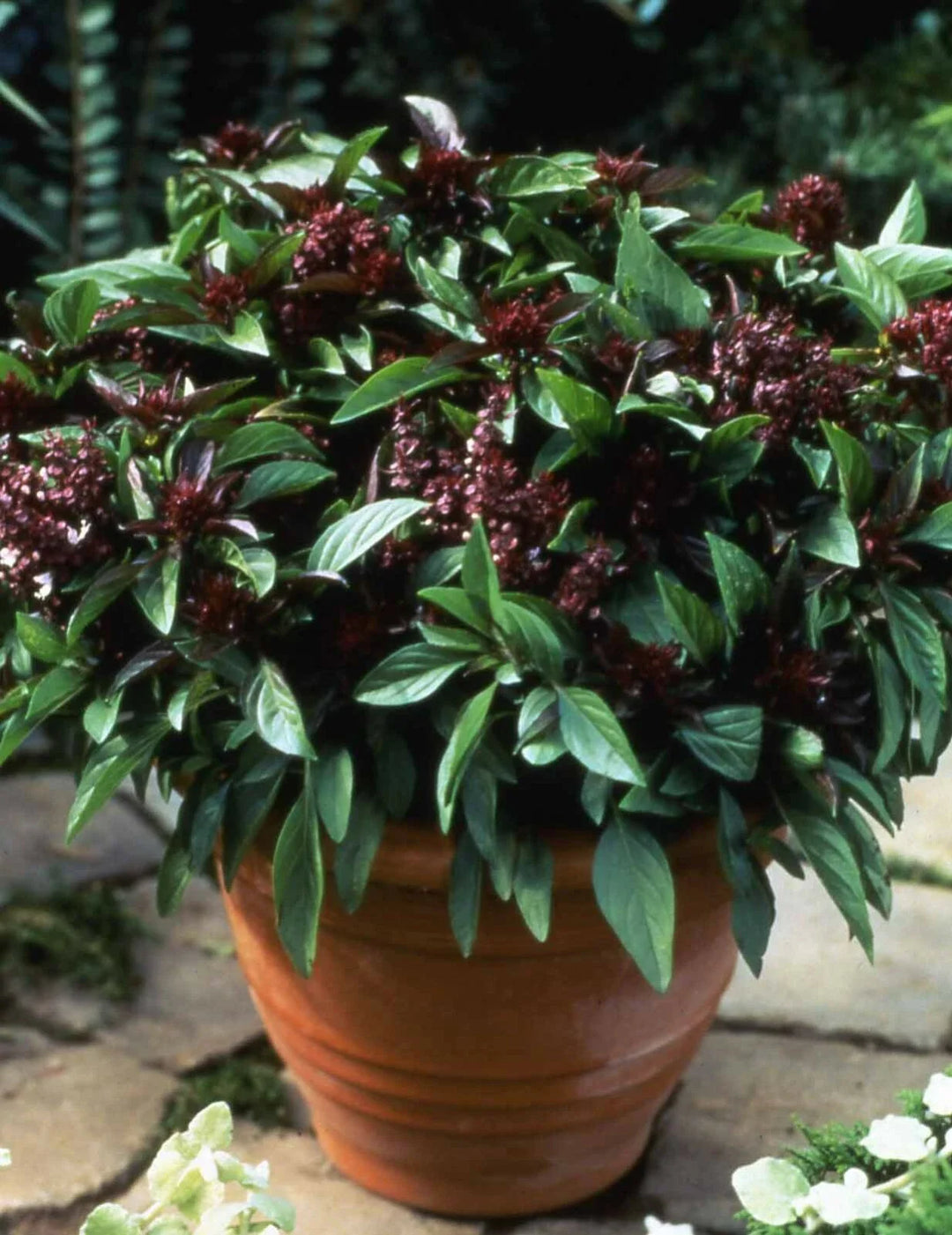 herb basil flower seeds