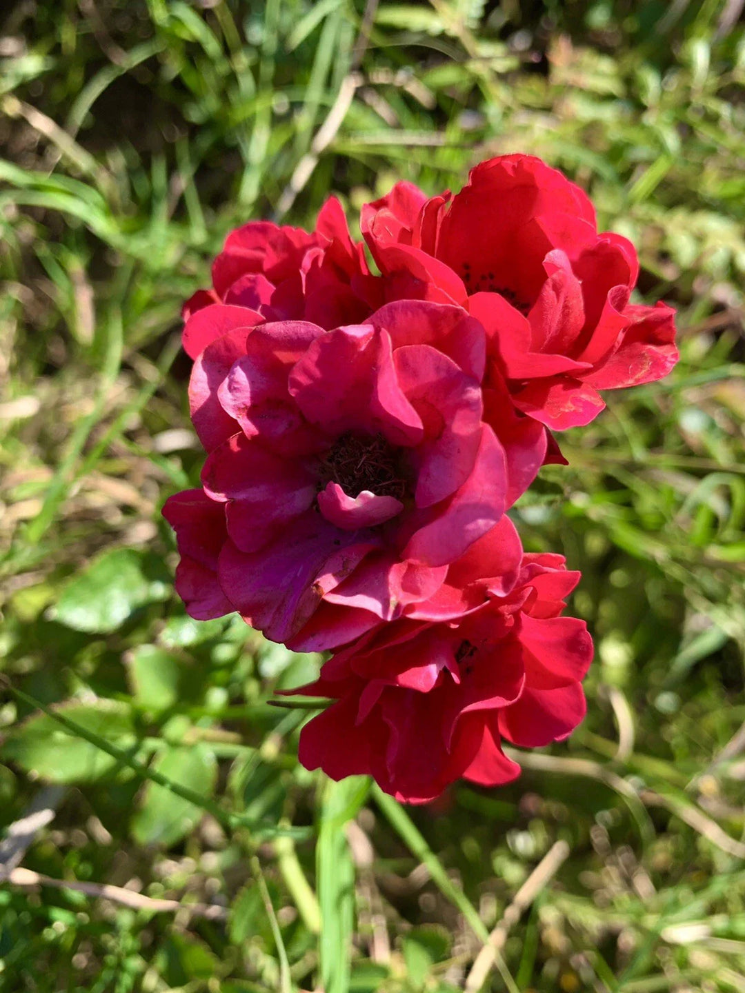 red petite flower seeds