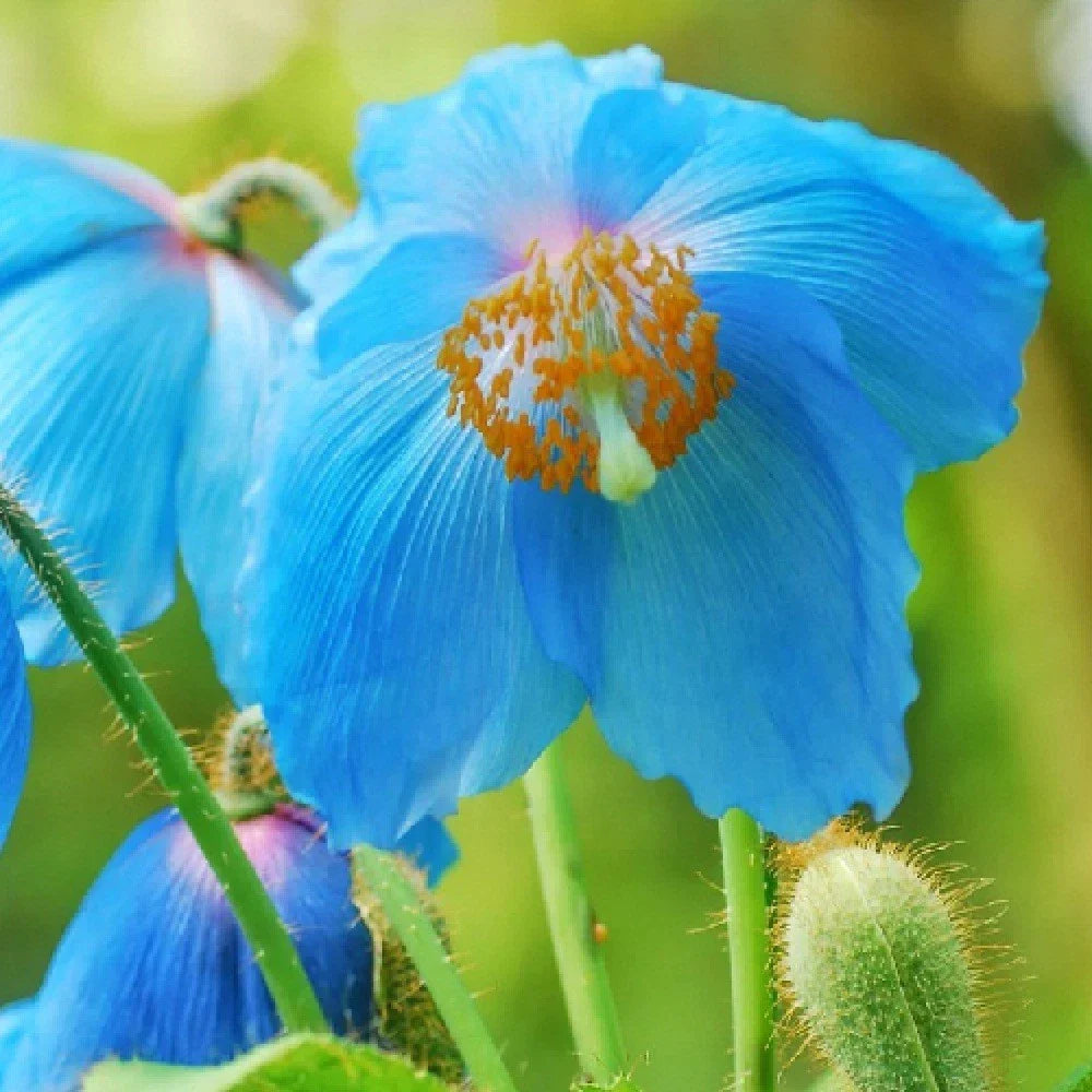 blue poppy flower seeds