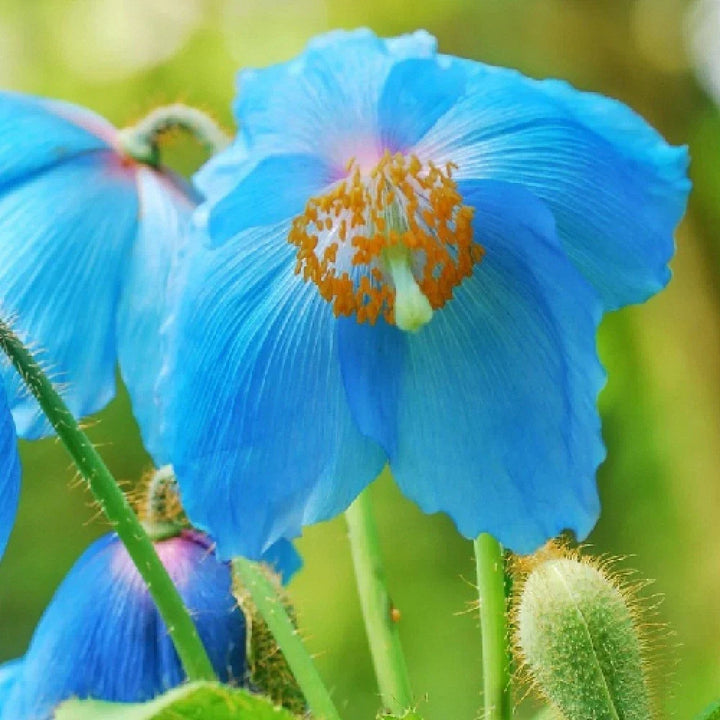 blue poppy flower seeds