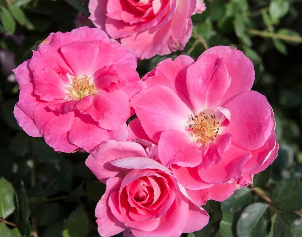 carefree wonder flower seeds