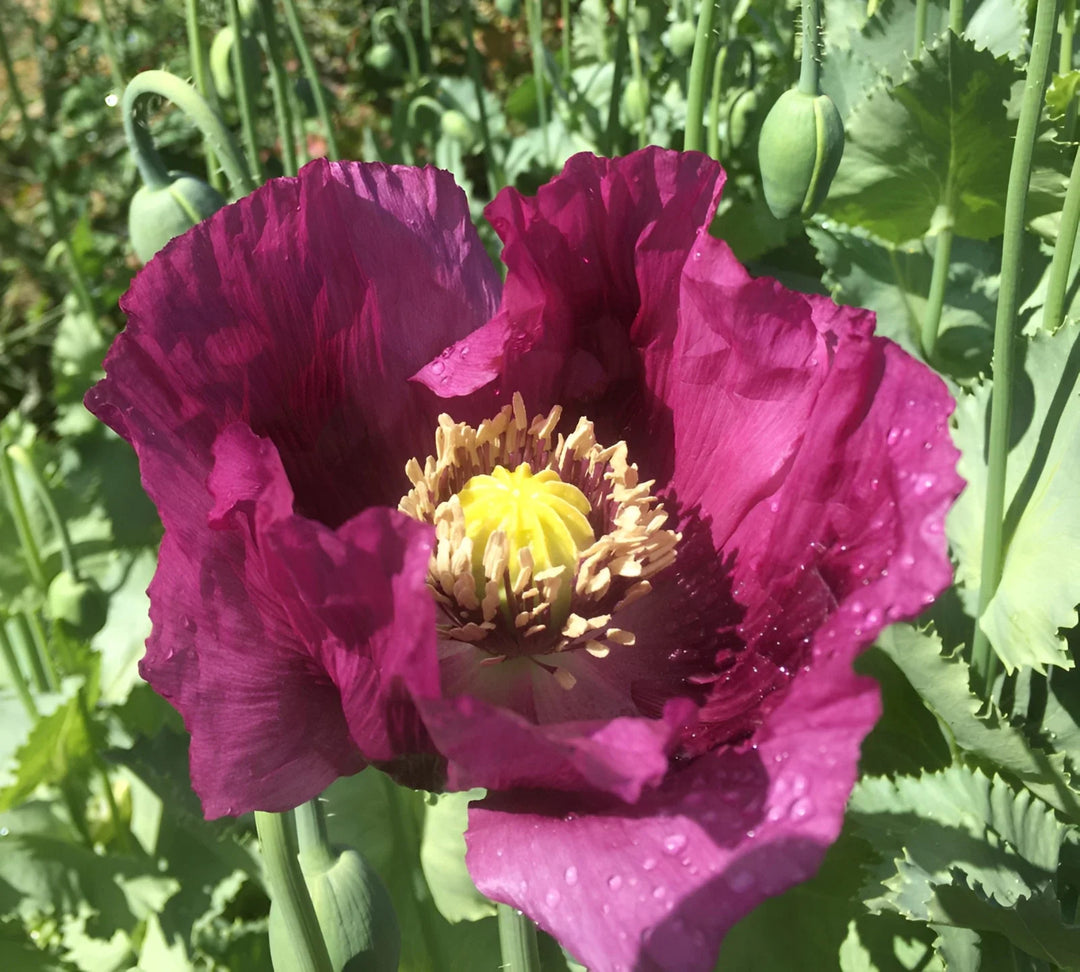 giant hungarian flower seeds