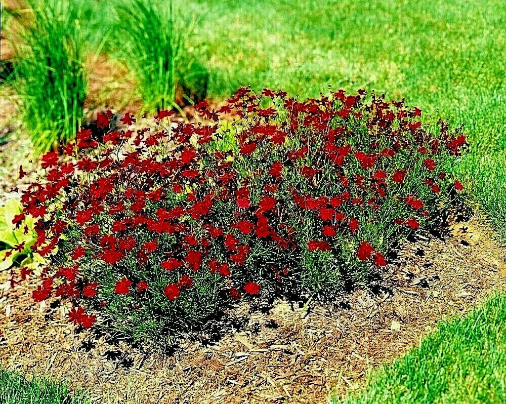 red dwarf flower seeds