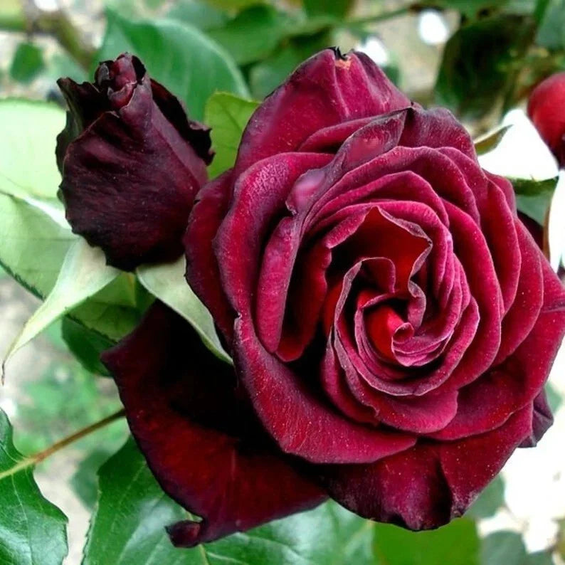black bacara flower seeds