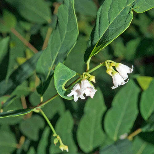 white apocynum flower seeds