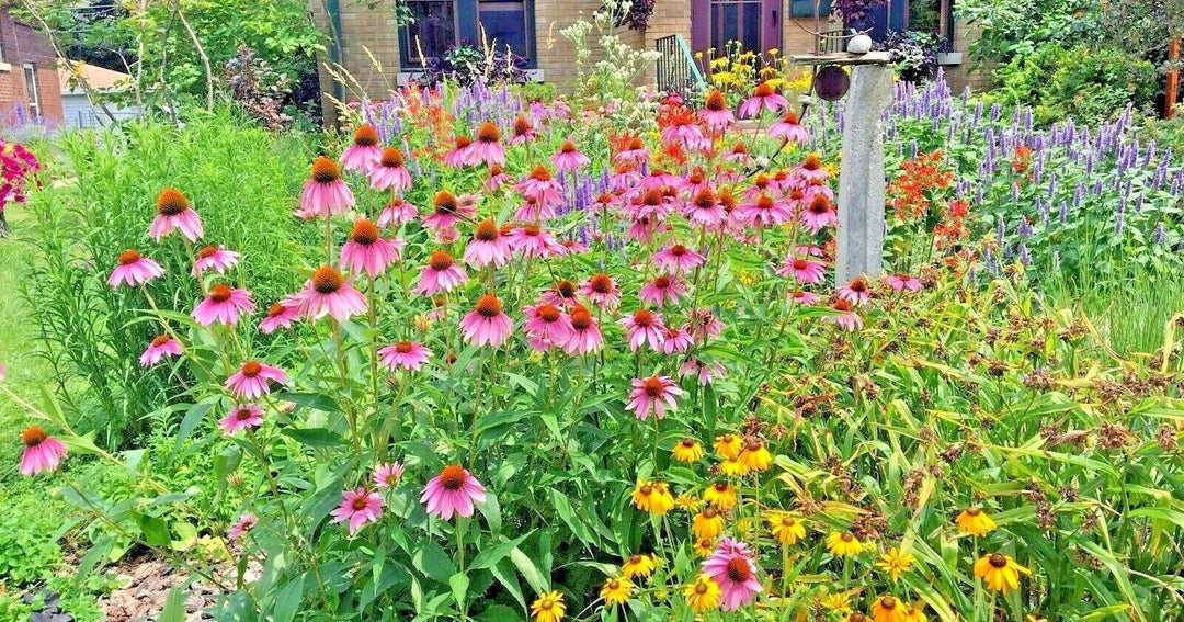 native perennial flower seeds