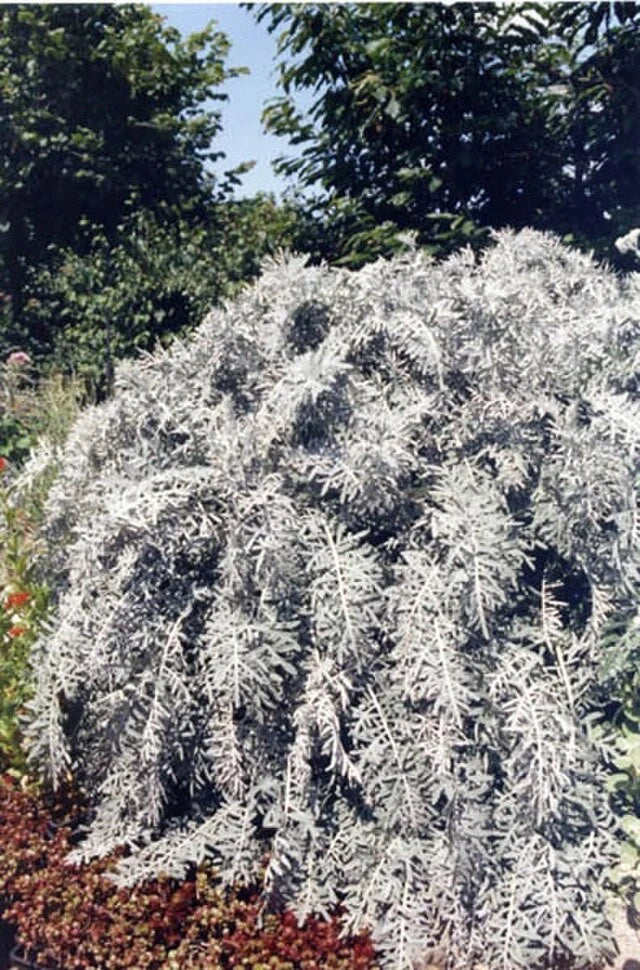 centaurea gymnocarpa flower seeds