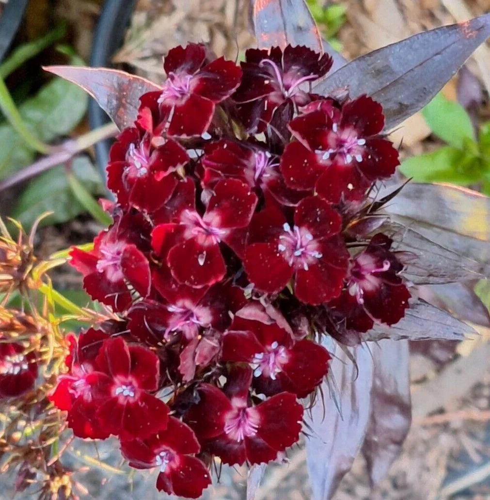 black sweet flower seeds