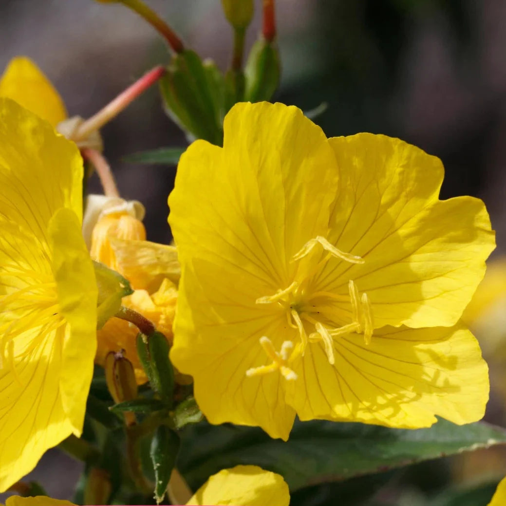 yellow evening flower seeds