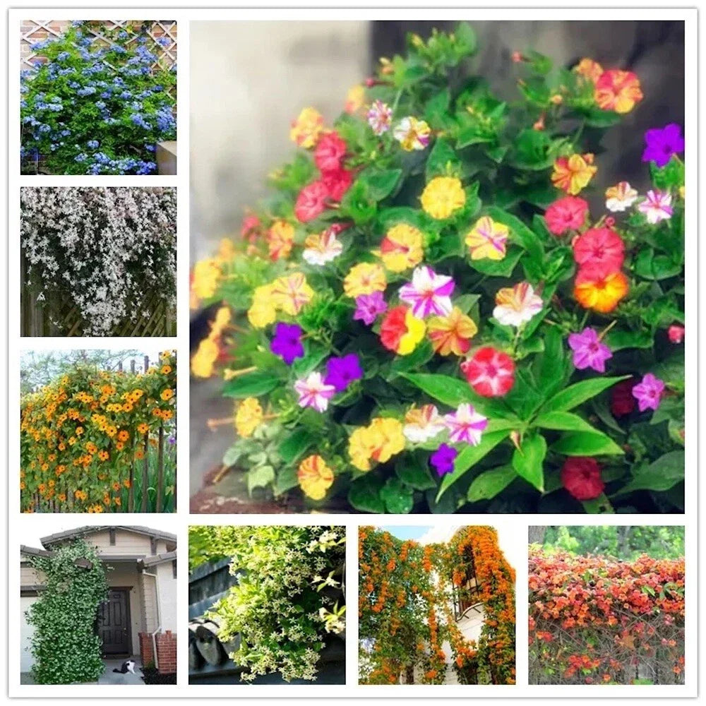 exotic rare flower seeds