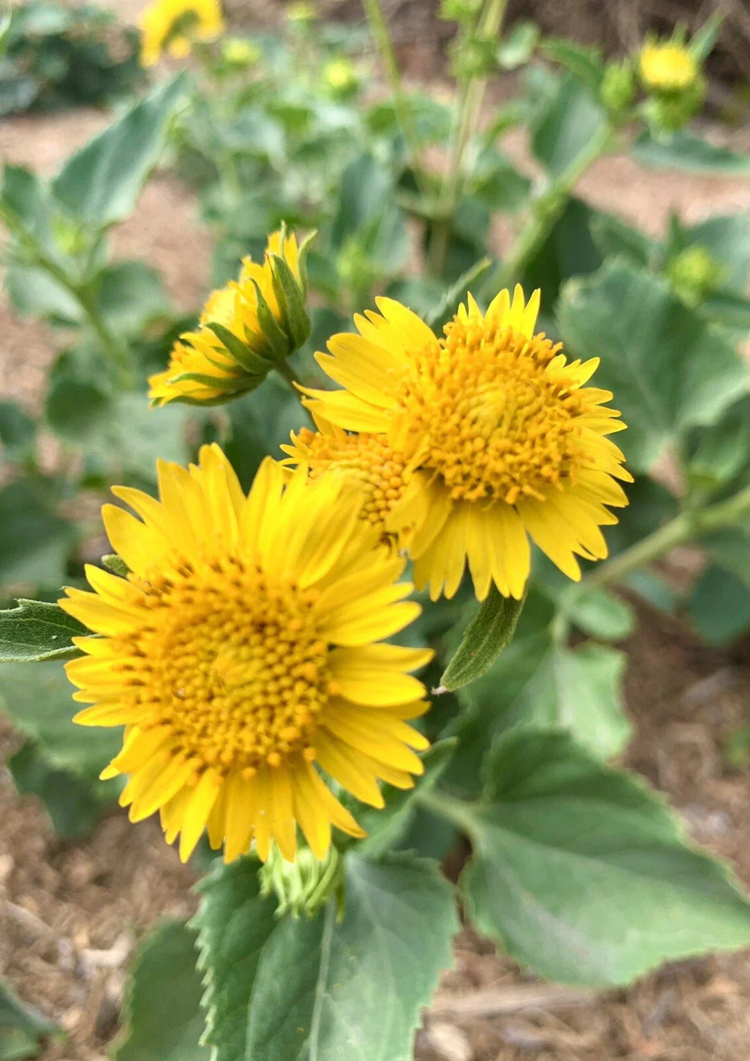 golden crownbeard flower seeds