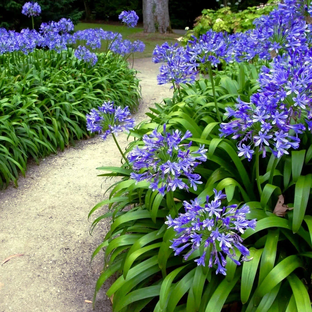 blue dwarf flower seeds
