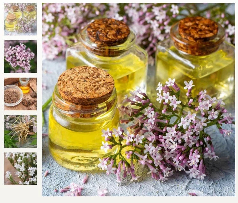 valerian medicinal flower seeds