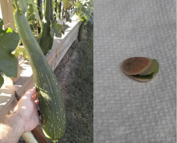 luffa gourd flower seeds