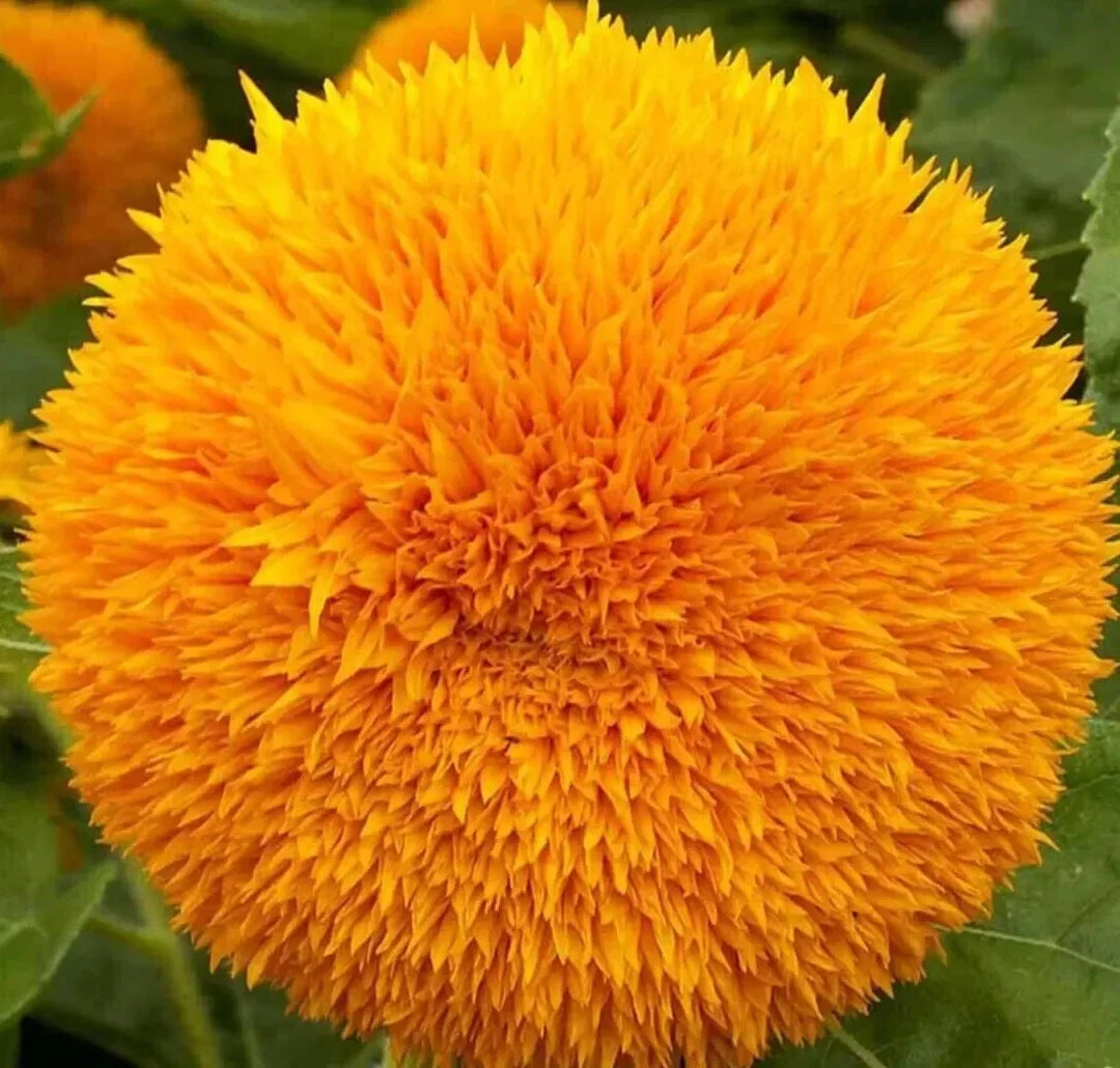 dwarf sungold flower seeds