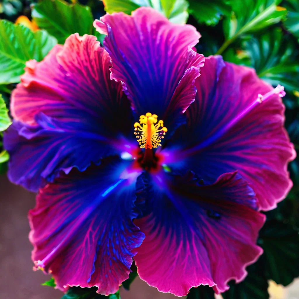 pink blue flower seeds