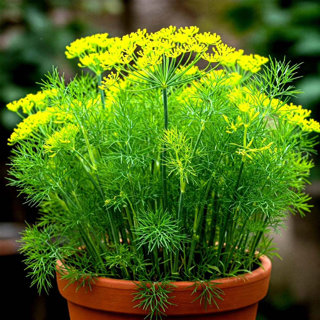 dill autumn flower seeds