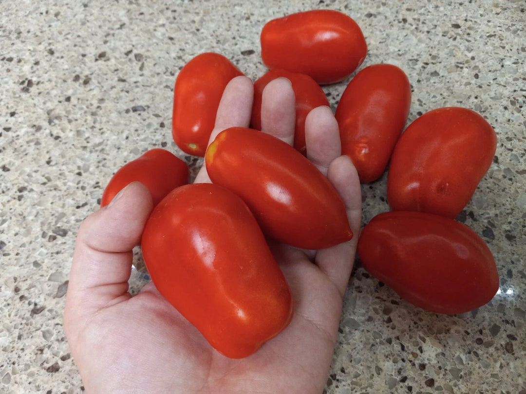 roma tomato flower seeds