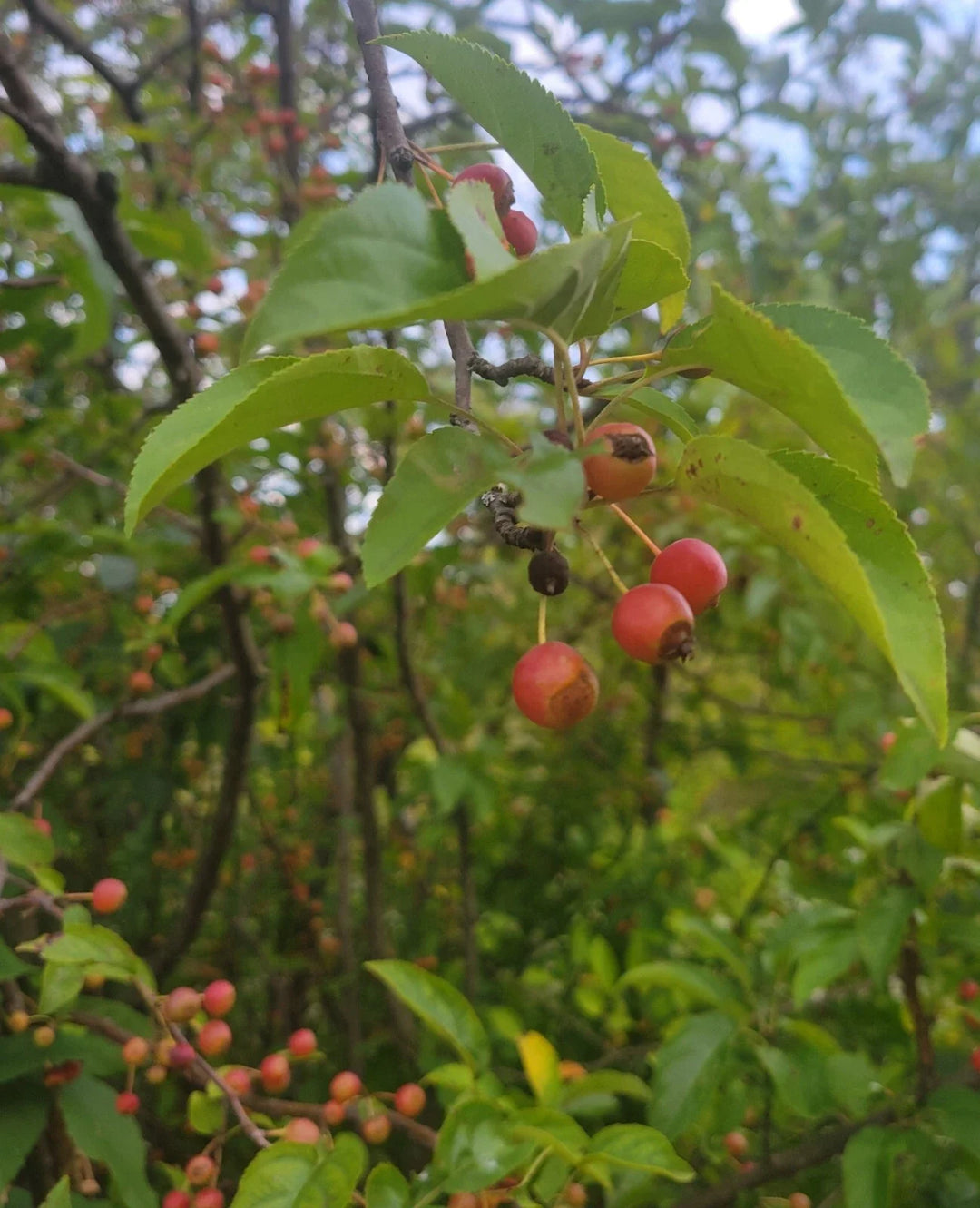 siberian crab flower seeds