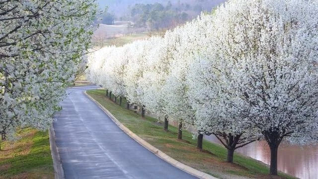 bradd pear flower seeds