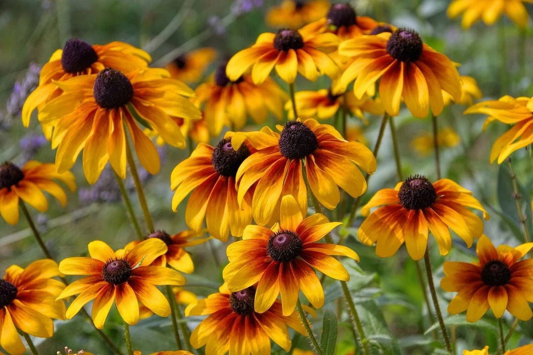 black eyed flower seeds