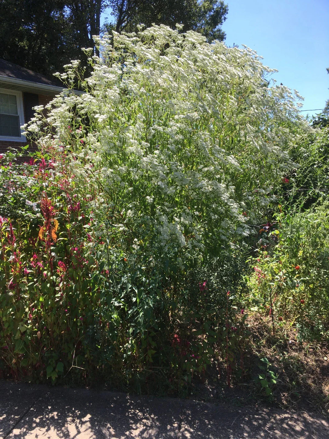 boneset eupatorium flower seeds