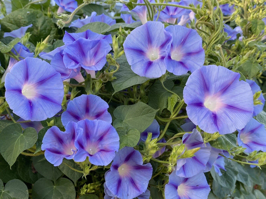 purple blue flower seeds