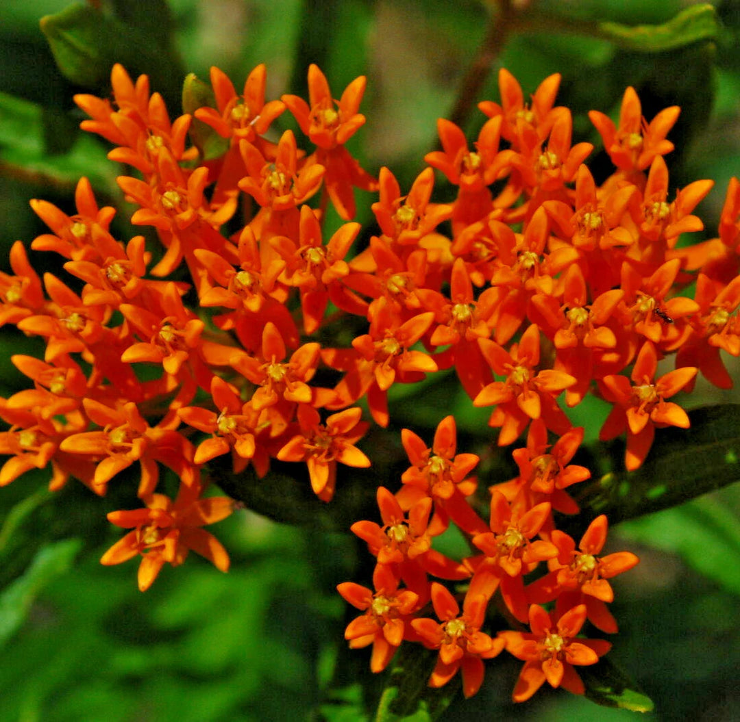 butterfly weed flower seeds