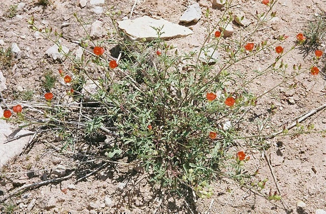 sphaeralcea gierischii flower seeds