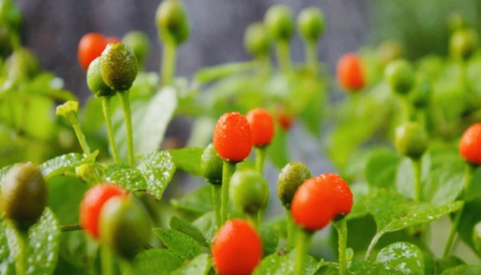 premium chile flower seeds
