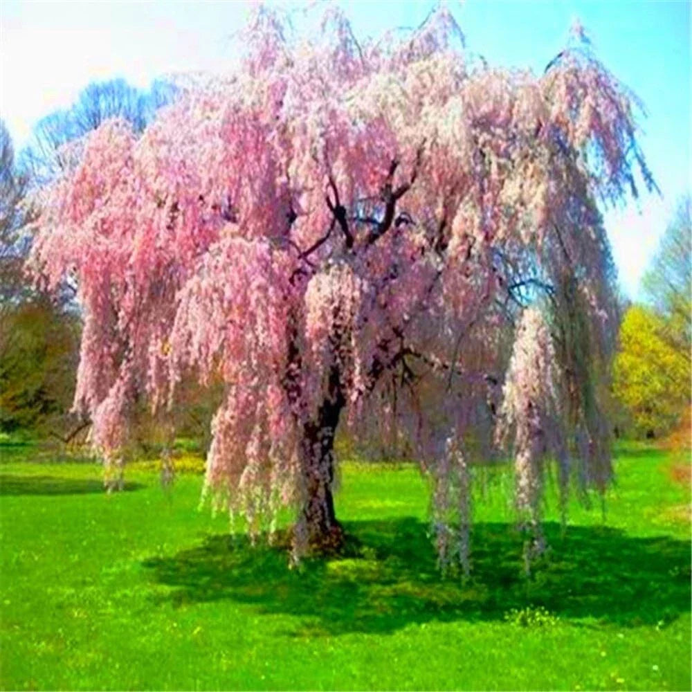 pink for flower seeds