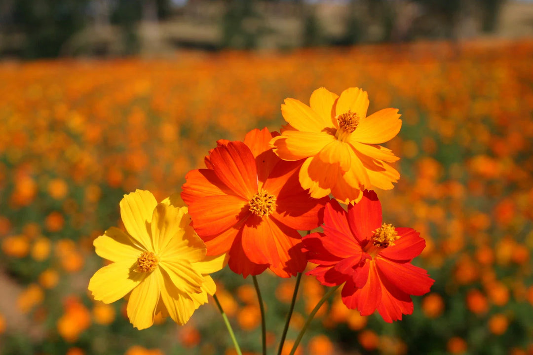 sulphur cosmos flower seeds