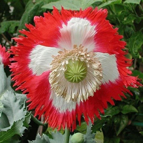 poppy for flower seeds