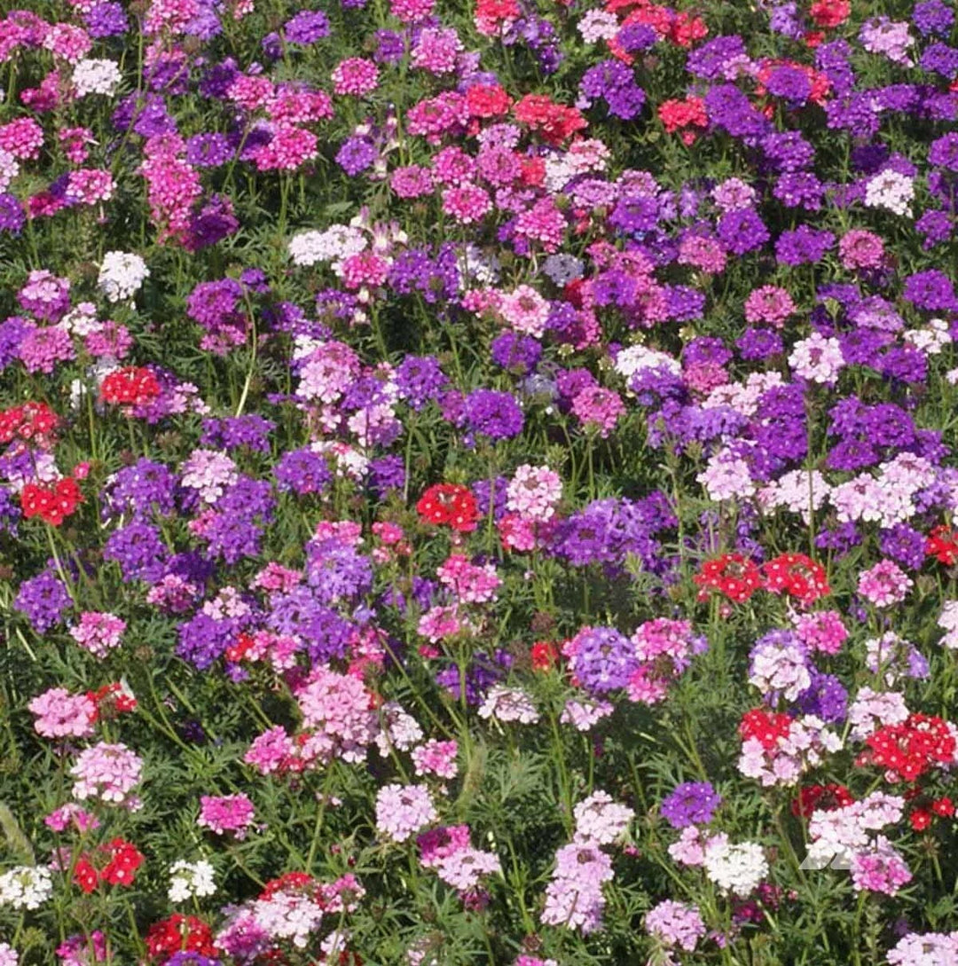 groundcover verbena flower seeds