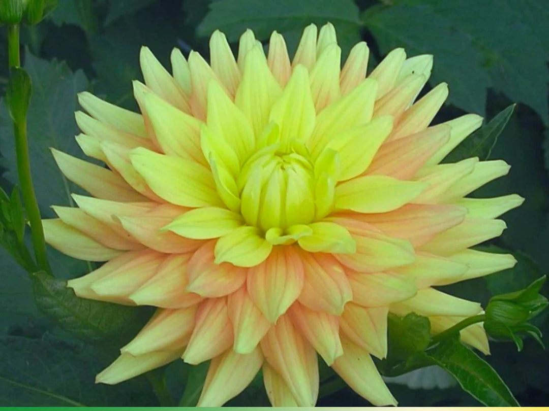 candlelight dahlia flower seeds