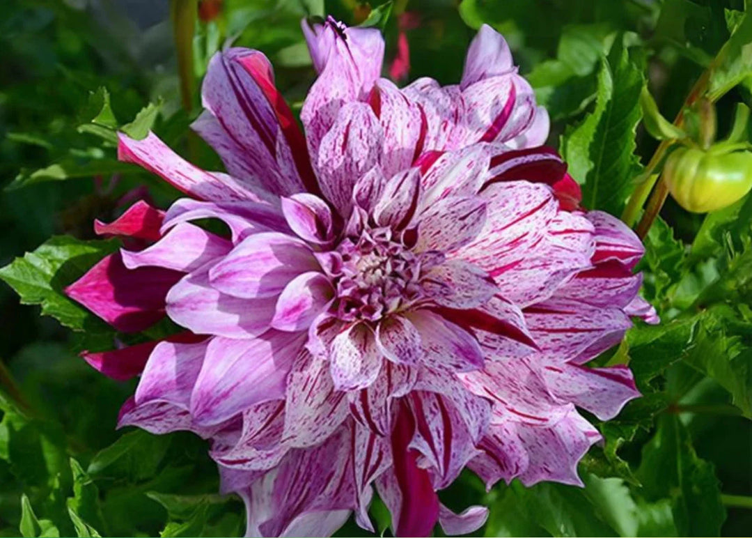 bristol stripe flower seeds