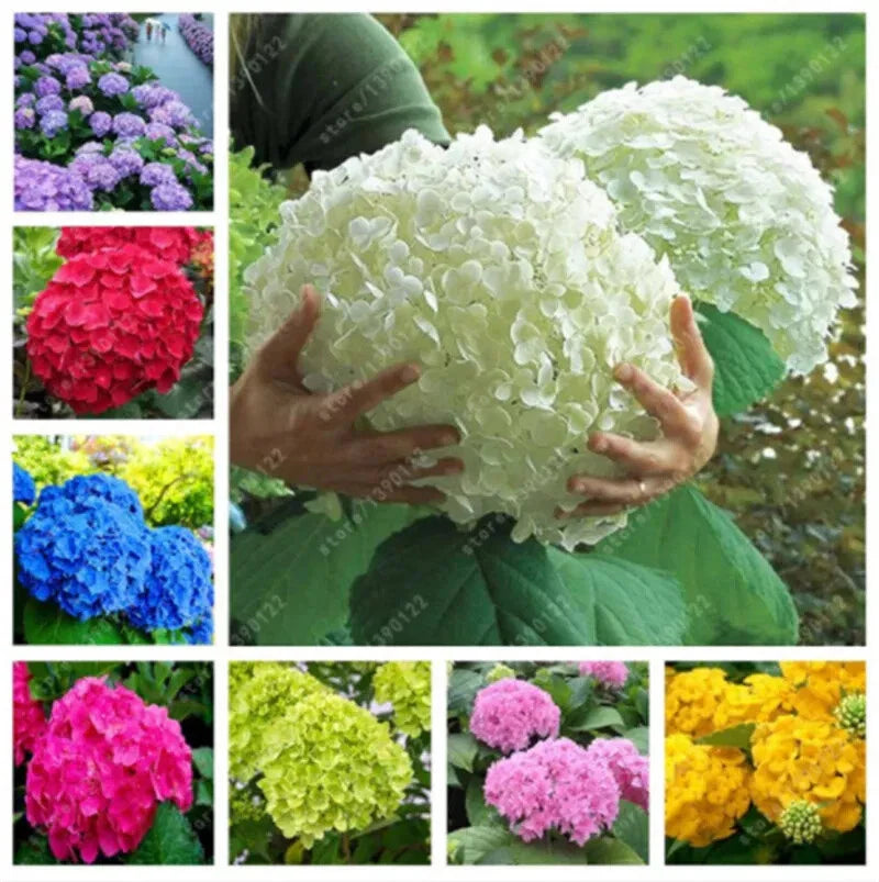 hydrangea garden flower seeds