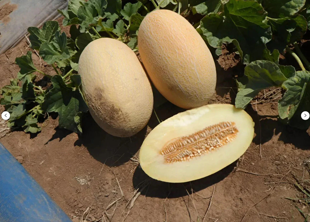white eindor flower seeds
