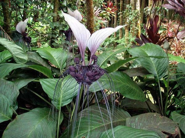 white tacca flower seeds