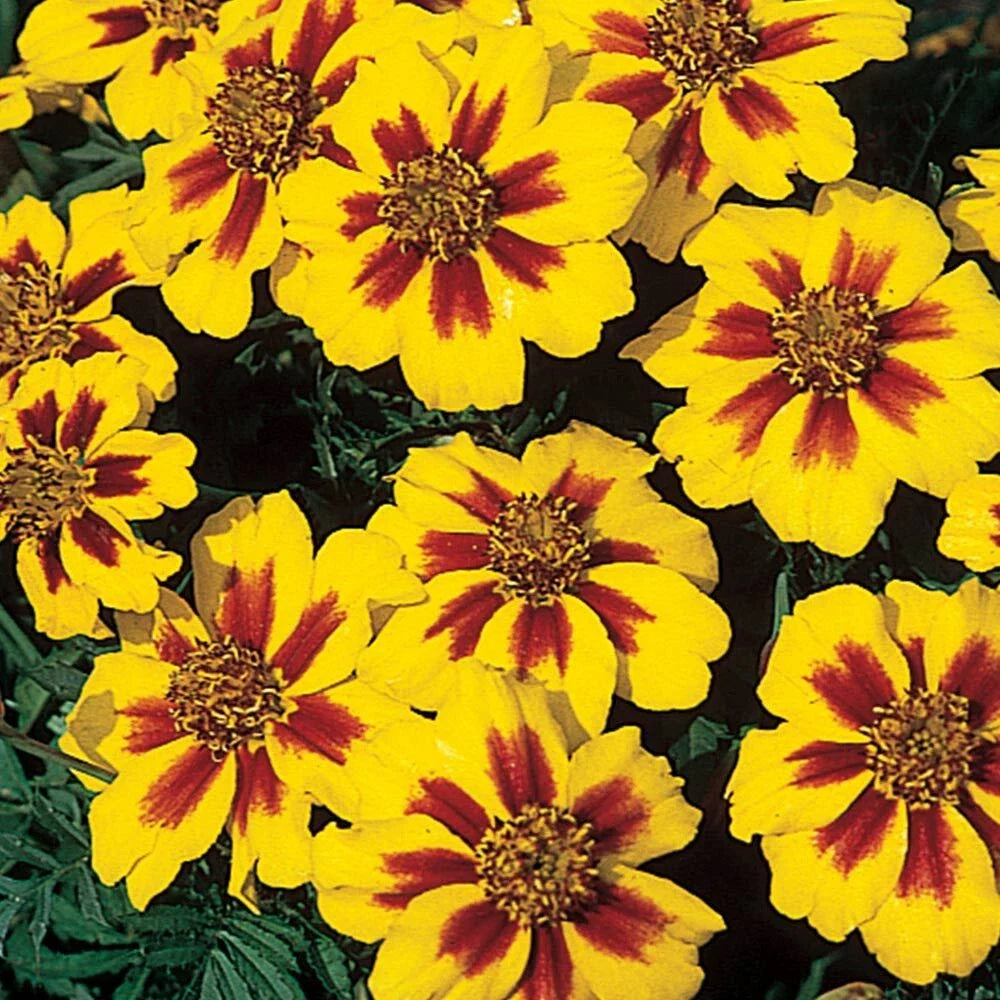 french marigold flower seeds